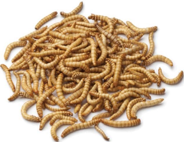 Mealworms