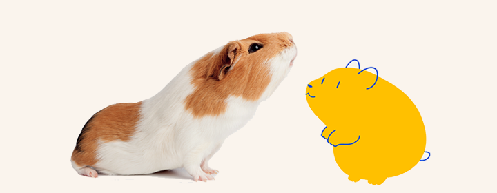 A brown and white guinea pig on a white background. To the right, a yellow cartoon guinea pig with blue outlines, a Peticon, is facing the real guinea pig.