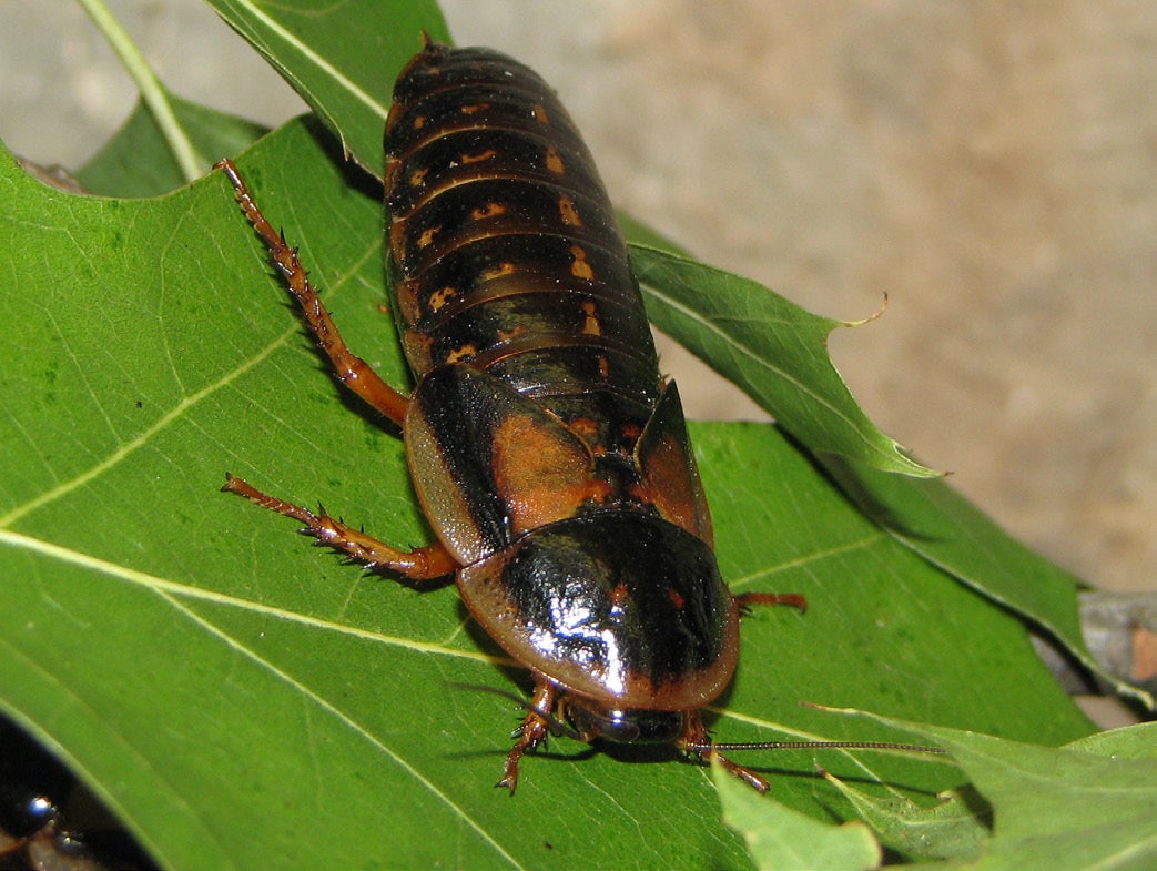 Dubia Roach on a green leaf