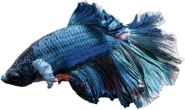 A close-up of a blue Betta fish with flowing fins, isolated on a transparent background.