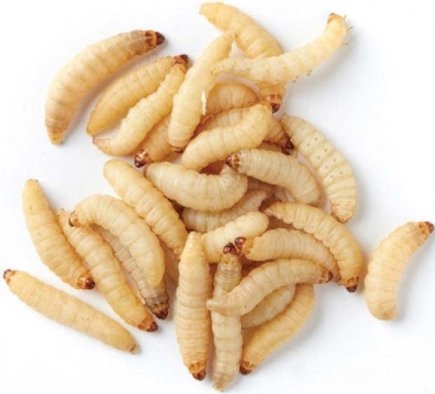 Waxworms