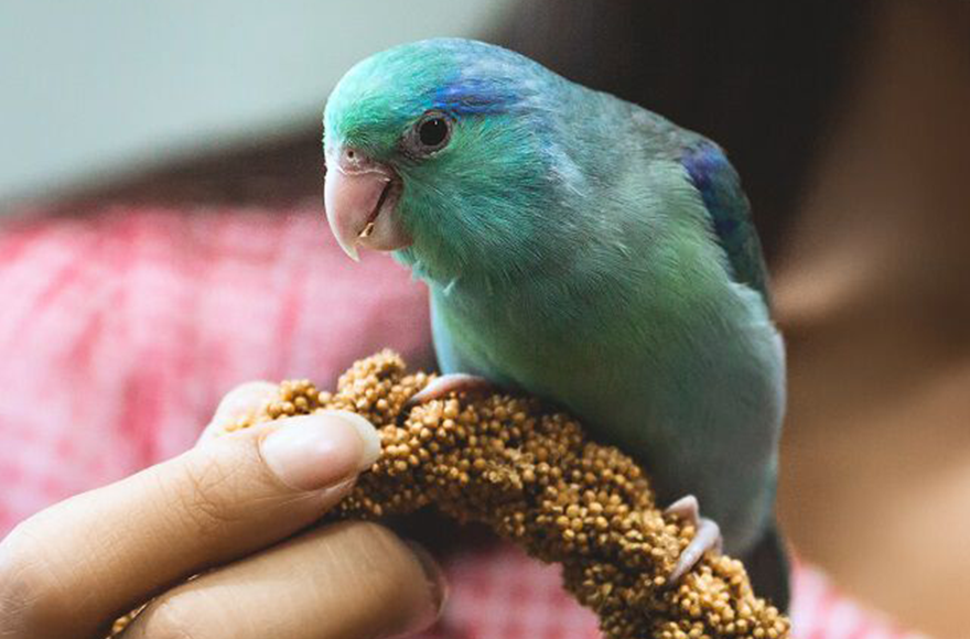 Pet supermarket birds best sale