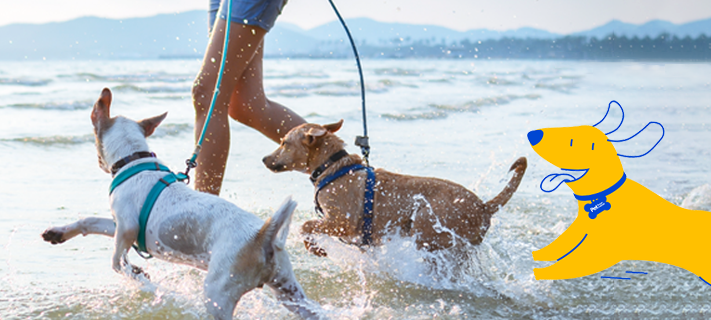 Two dogs on leashes running through shallow water at a beach, accompanied by a person. A yellow cartoon dog, a Pet Supermarket peticon, is featured on the right side.