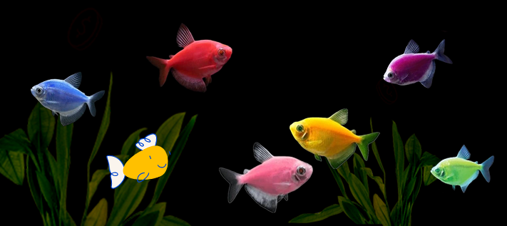 Pet Fish For Sale Cichlids Bettas Goldfish Pet Supermarket